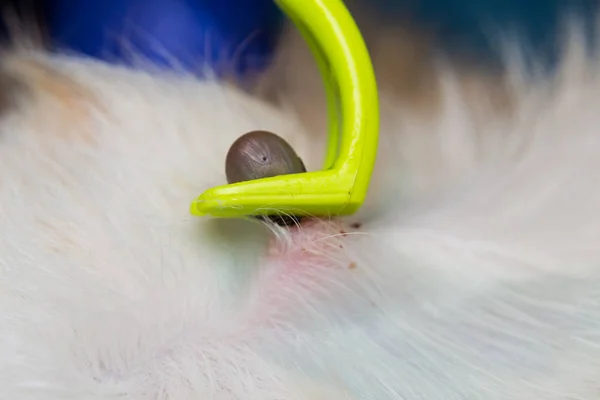 Het verwijderen van een vinkje van kat of hond huid met Tick Remover Tool — Stockfoto