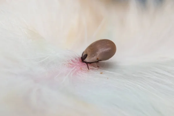 köpek derisine bağlı bir kenenin yakın çekim fotoğrafı