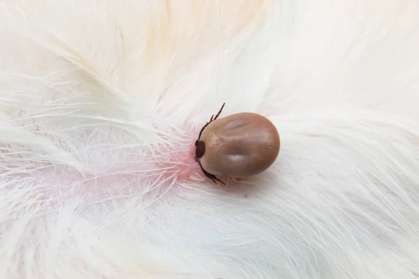 Fotografia di primo piano di una zecca attaccata a pelle di cane — Foto Stock