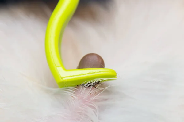 kene sökücü aracı ile kedi veya köpek derisinden kene çıkarma