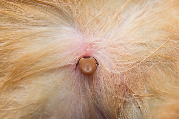 close-up photo of a tick attached to dog skin