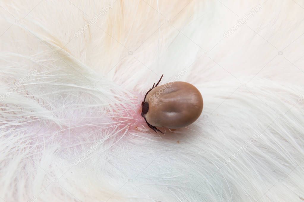 close-up photo of a tick attached to dog skin