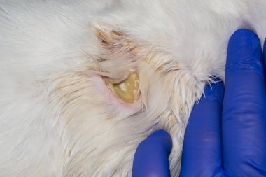 antibiyotik tedavisinden sonra bir kedinin derisine büyük yara, alt