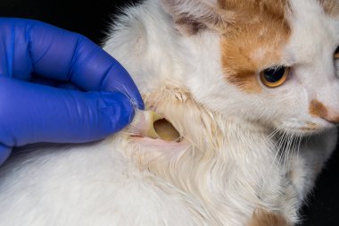 antibiyotik tedavisinden sonra bir kedinin derisine büyük yara, alt