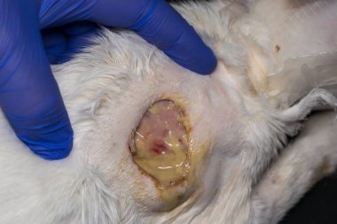 antibiyotik tedavisinden sonra bir kedinin derisine büyük yara, alt