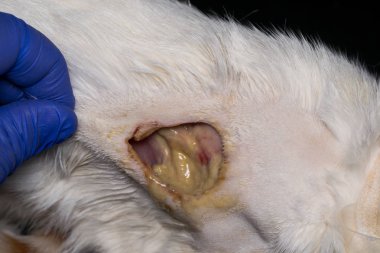 antibiyotik tedavisinden sonra bir kedinin derisine büyük yara, alt