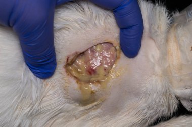 antibiyotik tedavisinden sonra bir kedinin derisine büyük yara, alt