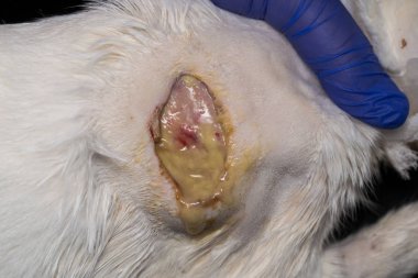 antibiyotik tedavisinden sonra bir kedinin derisine büyük yara, alt