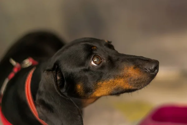 dachshund dog breed looking scared