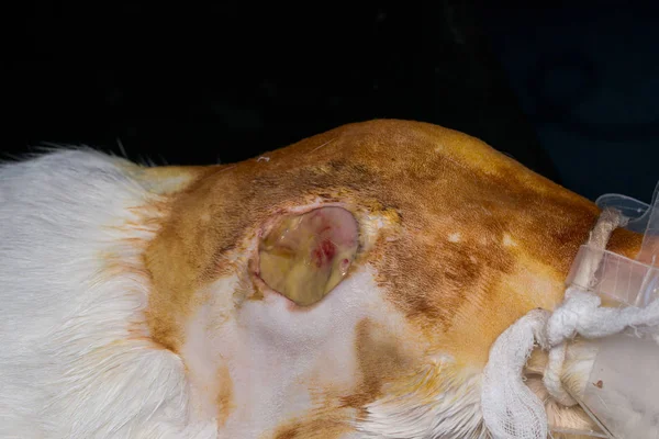 Gran herida en la piel de un gato después del tratamiento antibiótico, sub — Foto de Stock