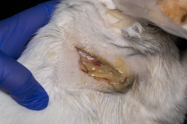 Grande plaie sur la peau d'un chat après traitement antibiotique, sous — Photo