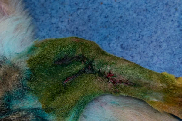 wound healed after 2 weeks of surgery to remove a tumor in dog leg