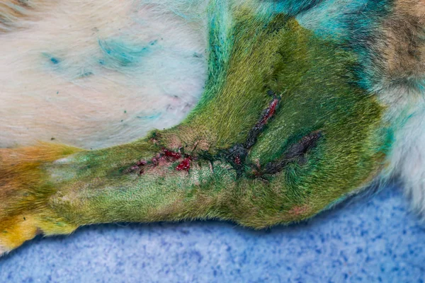 Wound Healed Weeks Surgery Remove Tumor Dog Leg — Stok fotoğraf