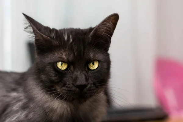 Gato Con Ojos Verdes Fondo Borroso —  Fotos de Stock