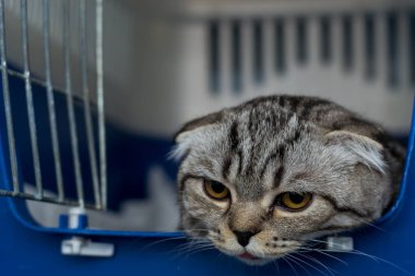 Veteriner kliniği kıç kafeste İskoç kat kedi ırkı