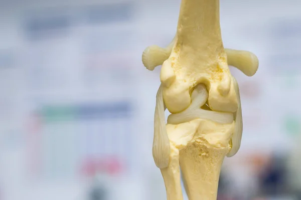 Vista posterior del moho de la articulación de la rodilla del perro, menisco y ligamento cruzado — Foto de Stock
