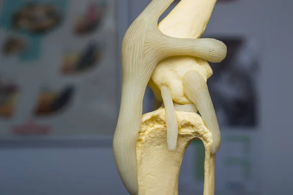 Vista lateral del molde de rodilla de perro y fondo borroso — Foto de Stock