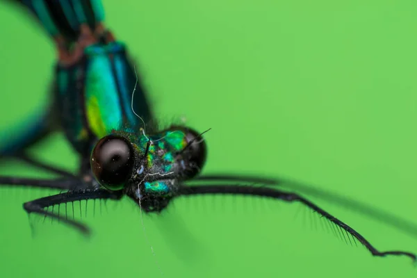 Macro foto di una mosca del drago e sfondo verde — Foto Stock