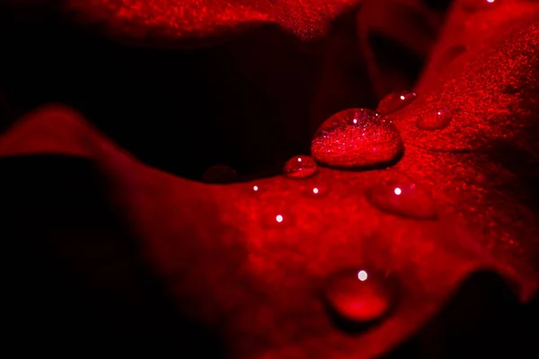 Makro zdjęcie kropli wody na czerwonych róż — Zdjęcie stockowe