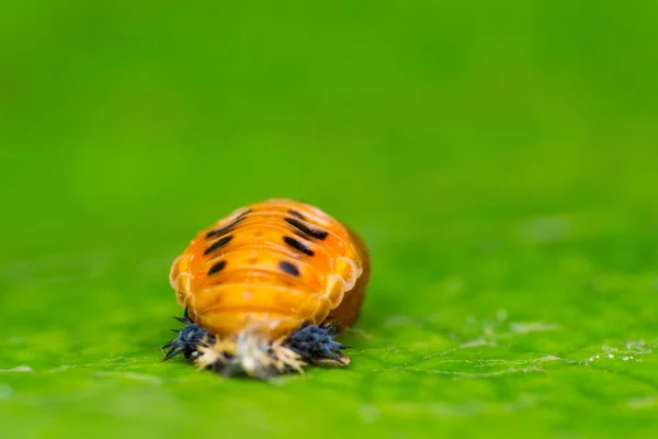 Macro photo d'un insecte orange sur la surface de la feuille de vigne — Photo