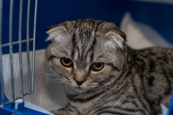 Race de chat écossais plié dans la cage à la clinique vétérinaire arrière — Photo