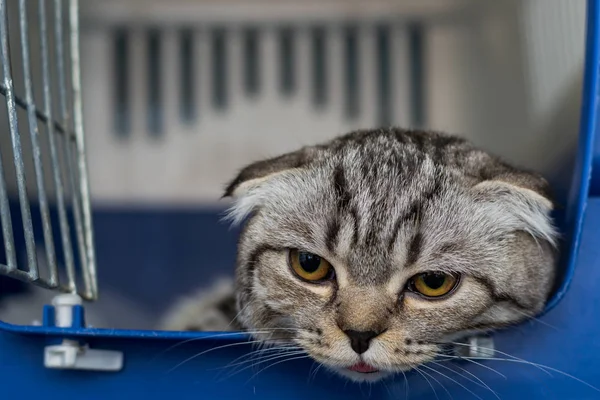 Scottish fold cat breed in the cage at the veterinary clinic aft