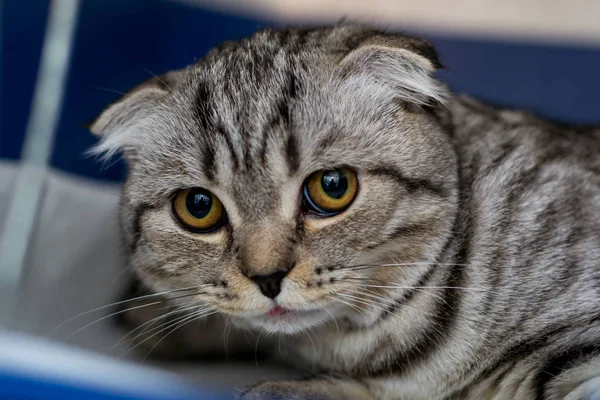 Race de chat écossais plié dans la cage à la clinique vétérinaire arrière — Photo