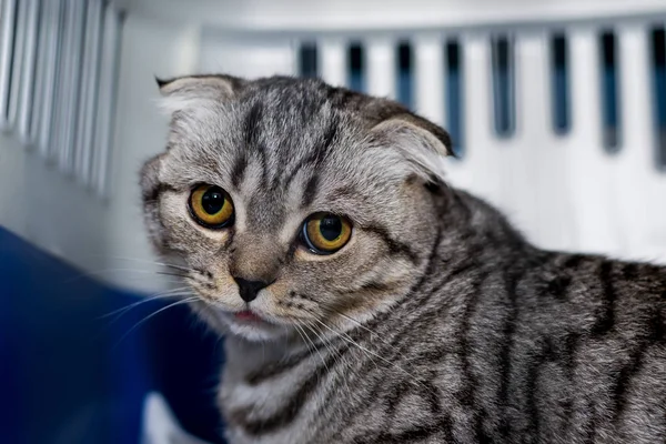 Race de chat écossais plié dans la cage à la clinique vétérinaire arrière — Photo