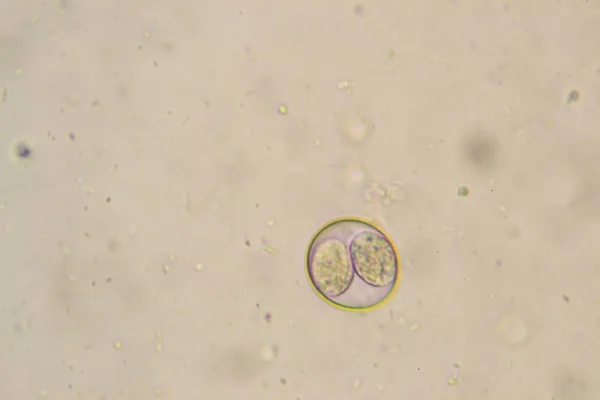 Sporulated oocyst of Eimeria/Isospora isolated from infected sam — Stock Photo, Image