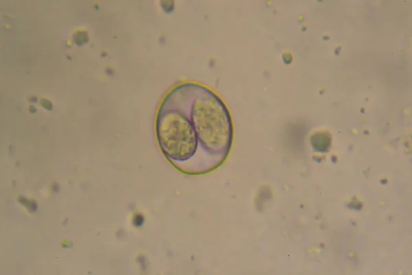 Eimeria/Isospora'nın enfekte samdan izole edilmiş sporlu ookisti — Stok fotoğraf