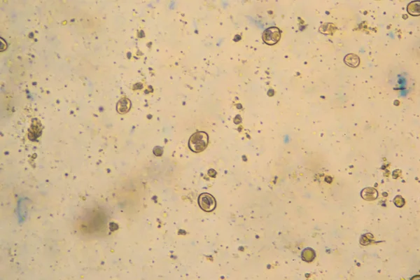 Ooquistes esporulados de Eimeria / Isospora aislados de sa infectada — Foto de Stock