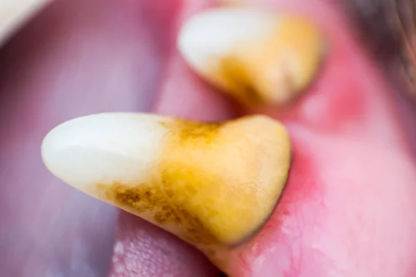 Макро фото собачьего собачьего зуба с бактериальной бляшкой и гингивом — стоковое фото