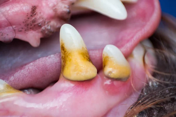Foto macro de um cão dente canino com placa bacteriana e gengiv — Fotografia de Stock