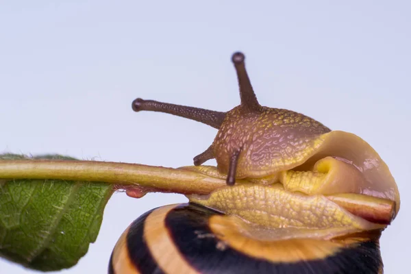 Macro photo d'un escargot de jardin en saison estivale — Photo