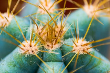Dikenli kaktüs, dikenli arka plan kaktüsü. 