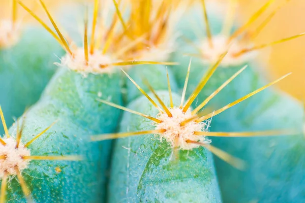 Closeup de espinhos no cacto, cacto de fundo com espinhos — Fotografia de Stock