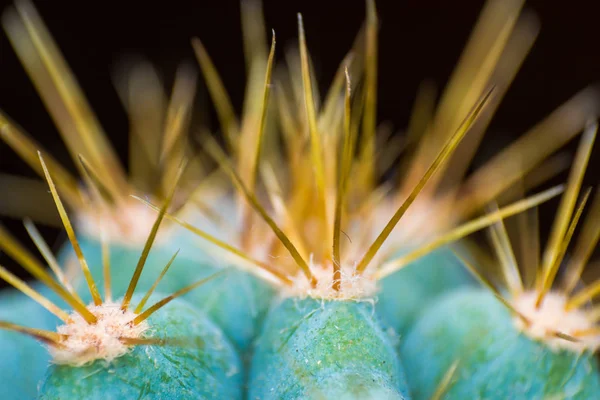 Closeup de espinhos no cacto, cacto de fundo com espinhos — Fotografia de Stock