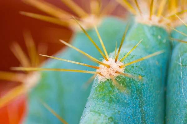 Närbild av ryggraden på kaktusen, bakgrundskaktus med ryggrad — Stockfoto