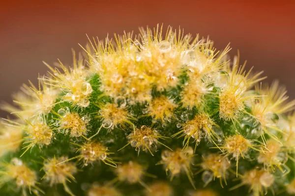 Closeup de espinhos no cacto, cacto de fundo com espinhos — Fotografia de Stock