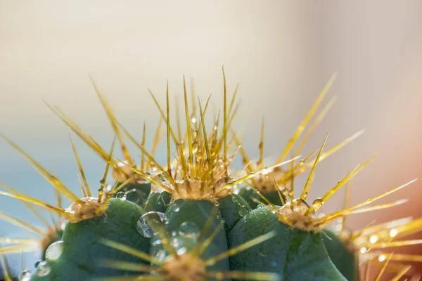 Närbild av ryggraden på kaktusen, bakgrundskaktus med ryggrad — Stockfoto