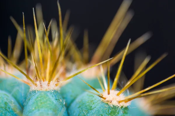 Closeup de espinhos no cacto, cacto de fundo com espinhos — Fotografia de Stock