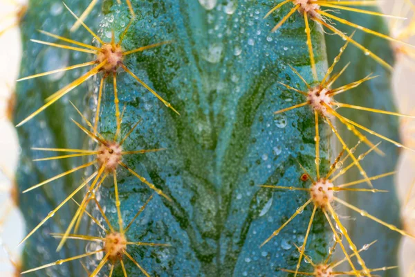 Closeup de espinhos no cacto, cacto de fundo com espinhos — Fotografia de Stock