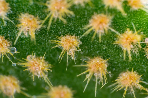 Closeup de espinhos no cacto, cacto de fundo com espinhos — Fotografia de Stock