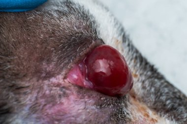 sokaktan genç kedi kornea ülseri ve descemetocele