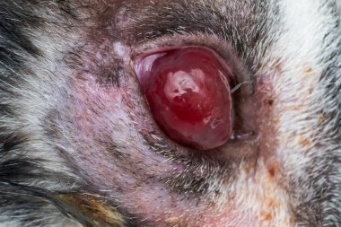 sokaktan genç kedi kornea ülseri ve descemetocele