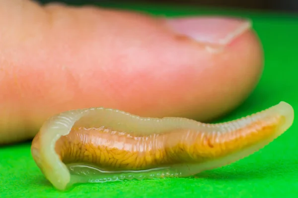 Κοντινό-up φωτογραφία του γλωσσόφιλα Serrata ή γλώσσα worm. Συγκριτική — Φωτογραφία Αρχείου