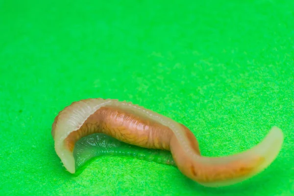 Close-up foto van Linguatula serrata of tong worm — Stockfoto