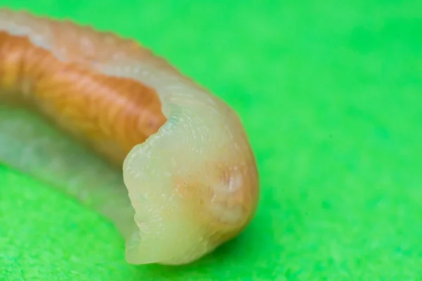 Foto de cerca de Linguatula serrata o lombriz de la lengua — Foto de Stock