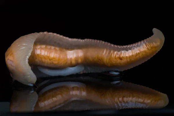 Κοντινό-up φωτογραφία του γλωσσόφιλα Serrata ή γλώσσα worm — Φωτογραφία Αρχείου