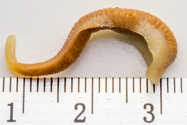 Κοντινό-up φωτογραφία του γλωσσόφιλα Serrata ή γλώσσα worm — Φωτογραφία Αρχείου